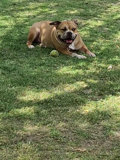 Fire Station Dog Park - Las Vegas, NV
