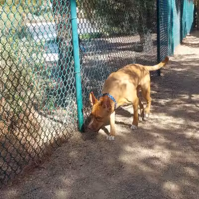 Fire Station Dog Park - Las Vegas, NV