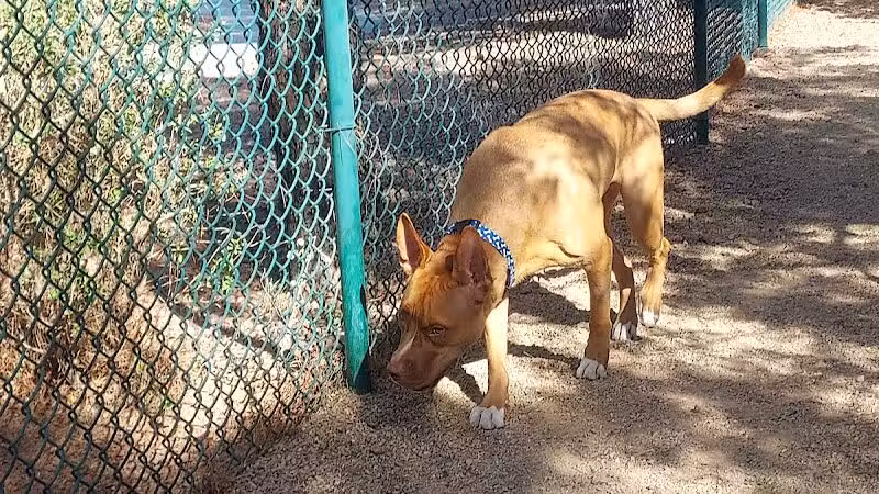 Fire Station Dog Park - Las Vegas, NV