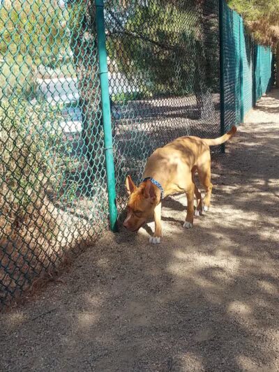 Fire Station Dog Park - Las Vegas, NV