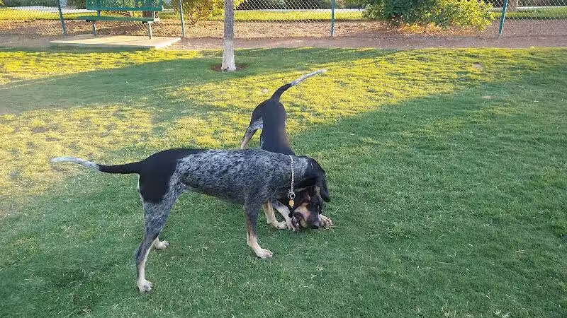 Fire Station Dog Park - Las Vegas, NV