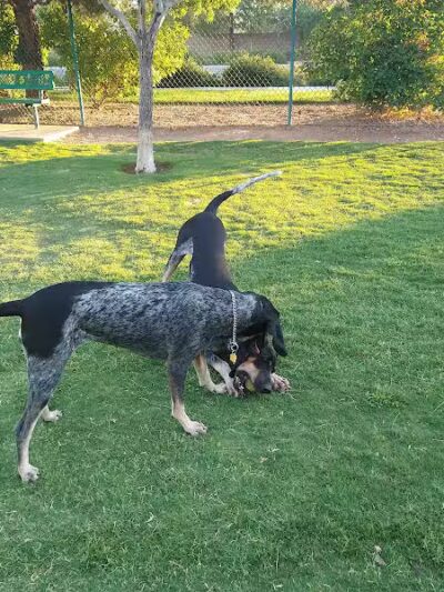 Fire Station Dog Park - Las Vegas, NV