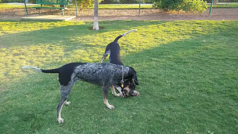 Fire Station Dog Park - Las Vegas, NV