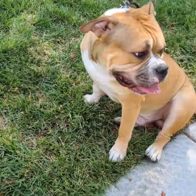 Fire Station Dog Park - Las Vegas, NV