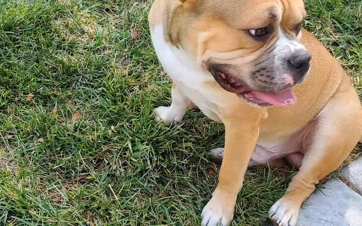 Fire Station Dog Park - Las Vegas, NV