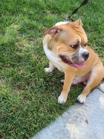 Fire Station Dog Park - Las Vegas, NV