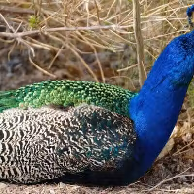 Floyd Lamb Park - Las Vegas, NV