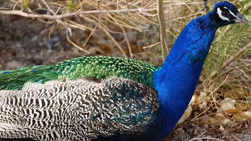 Floyd Lamb Park - Las Vegas, NV