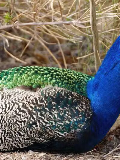 Floyd Lamb Park - Las Vegas, NV