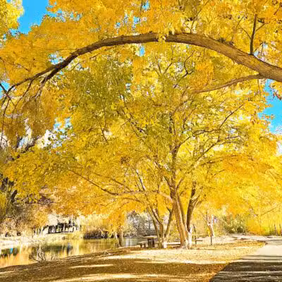 Floyd Lamb Park - Las Vegas, NV