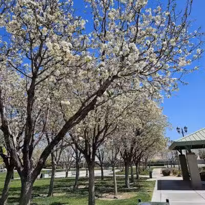 Gardens Park - Las Vegas, NV