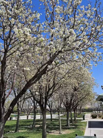 Gardens Park - Las Vegas, NV