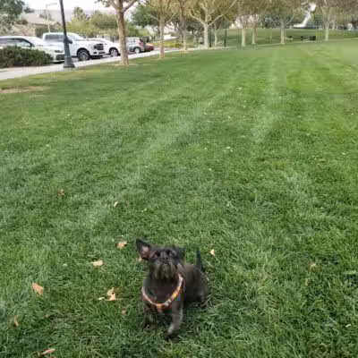 Gardens Park - Las Vegas, NV