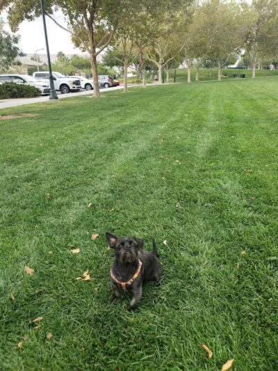 Gardens Park - Las Vegas, NV