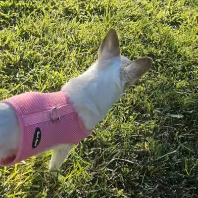 Gary Dexter Park - Las Vegas, NV