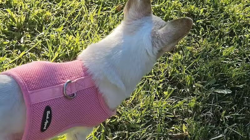 Gary Dexter Park - Las Vegas, NV