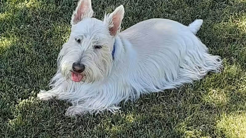 Grapevine Springs Park - Las Vegas, NV