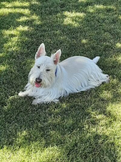 Grapevine Springs Park - Las Vegas, NV