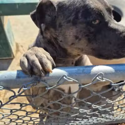 Grapevine Springs Park - Las Vegas, NV