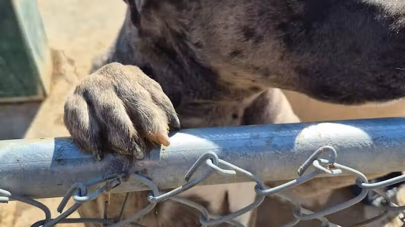 Grapevine Springs Park - Las Vegas, NV