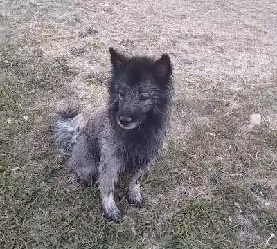 Grapevine Springs Park - Las Vegas, NV