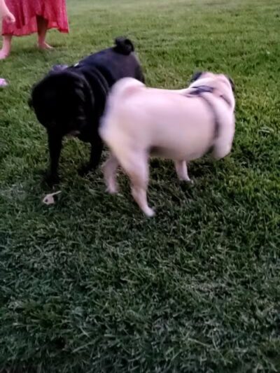 Grass Park - Las Vegas, NV