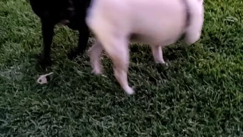 Grass Park - Las Vegas, NV