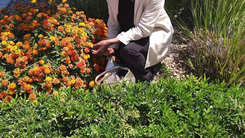 Grass Park - Las Vegas, NV