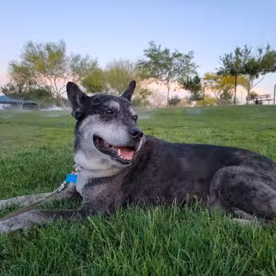 Huckleberry Park - Las Vegas, NV