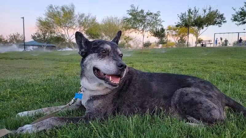 Huckleberry Park - Las Vegas, NV