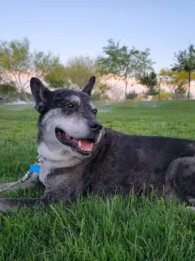 Huckleberry Park - Las Vegas, NV
