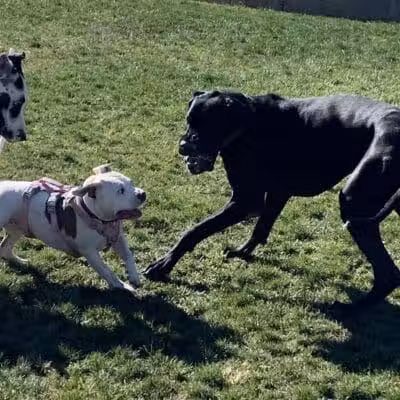 Huckleberry Park - Las Vegas, NV