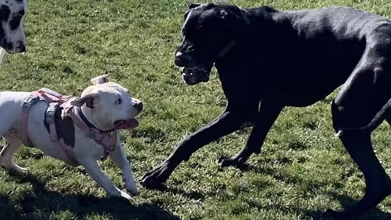 Huckleberry Park - Las Vegas, NV