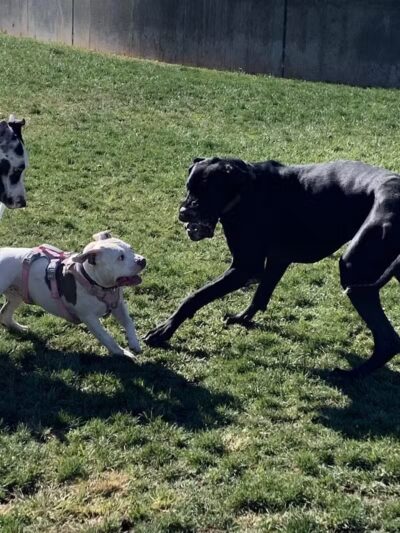 Huckleberry Park - Las Vegas, NV