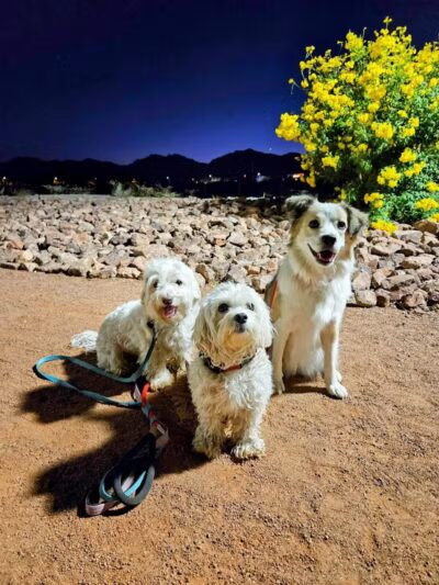 Huckleberry Park - Las Vegas, NV