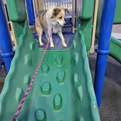 Knickerbocker Park - Las Vegas, NV