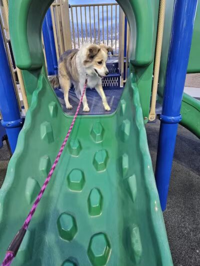 Knickerbocker Park - Las Vegas, NV