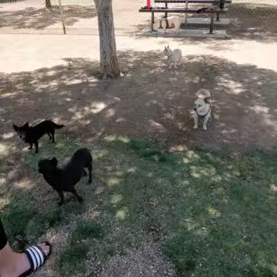 Knickerbocker Park - Las Vegas, NV