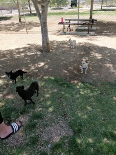 Knickerbocker Park - Las Vegas, NV