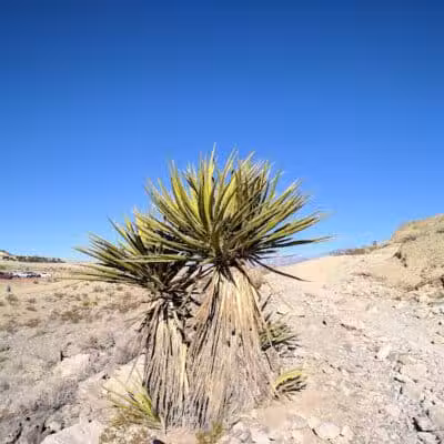 Lone Mountain Trailhead - Las Vegas, NV