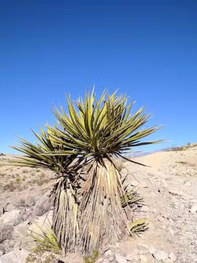 Lone Mountain Trailhead - Las Vegas, NV