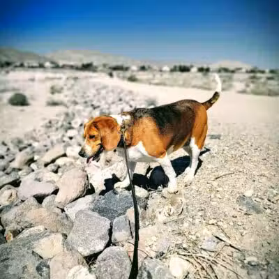 Lone Mountain Trailhead - Las Vegas, NV