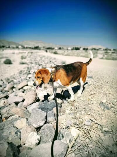 Lone Mountain Trailhead - Las Vegas, NV