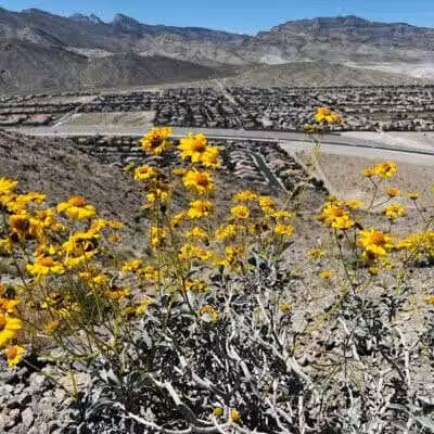 Lone Mountain Trailhead - Las Vegas, NV