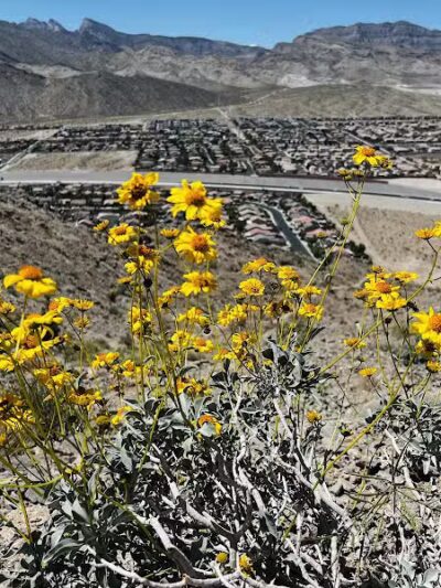 Lone Mountain Trailhead - Las Vegas, NV
