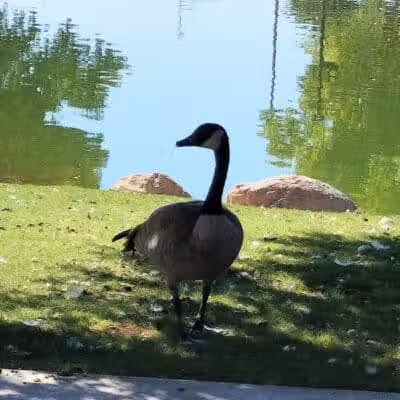 Lorenzi Park - Las Vegas, NV