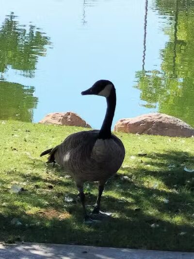 Lorenzi Park - Las Vegas, NV