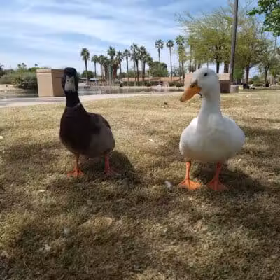 Lorenzi Park - Las Vegas, NV