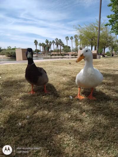 Lorenzi Park - Las Vegas, NV