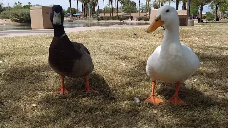Lorenzi Park - Las Vegas, NV